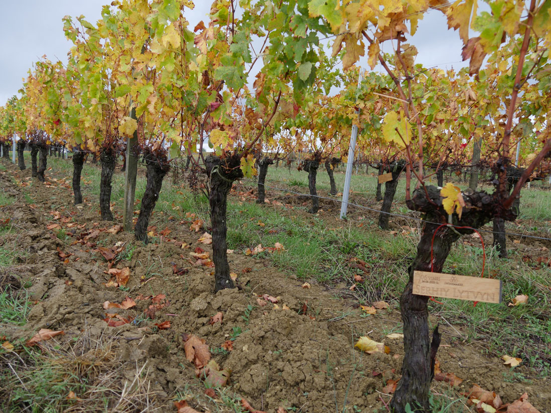 Виноградник на урожай